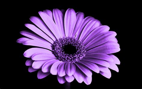 4k flower picture|transparent 4k flower picture.